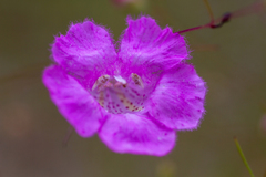 Agalinis plukenetii