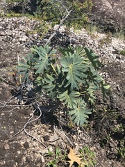 Thaumatophyllum saxicola