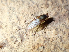 Sphaeroceroidea