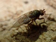 Sphaeroceroidea