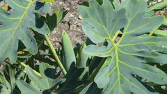 Thaumatophyllum saxicola