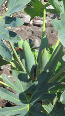 Thaumatophyllum saxicola