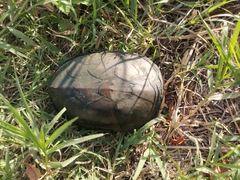 Kinosternon herrerai