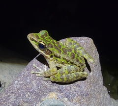 Odorrana tianmuii