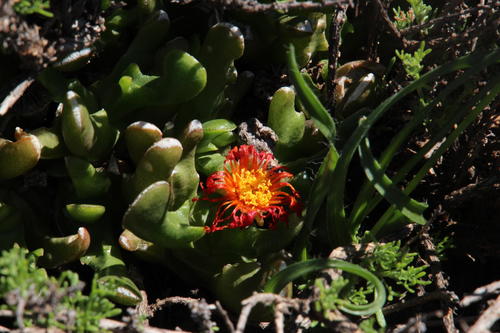 Glottiphyllum difforme (Glottiphyllum difforme)