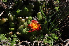Glottiphyllum difforme