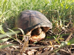 Kinosternon herrerai