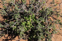 Glottiphyllum difforme