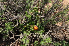 Glottiphyllum difforme