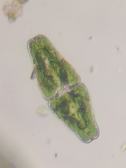 Euastrum ansatum