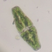 Euastrum ansatum - Photo (c) Kevin Spingler, alguns direitos reservados (CC BY-NC), uploaded by Kevin Spingler