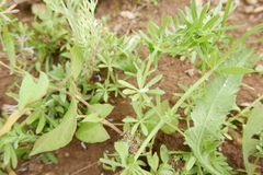 Graphocraerus ventralis