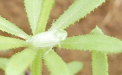 Graphocraerus ventralis