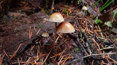 Hypholoma marginatum