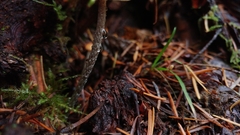 Hypholoma marginatum