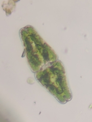 Euastrum ansatum