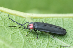 Pyractonema