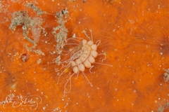 Amblyosyllis