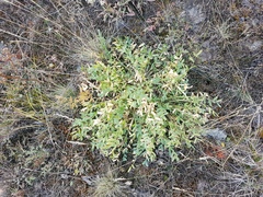 Oxytropis caespitosa