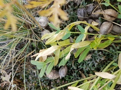 Oxytropis caespitosa