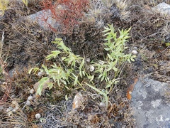 Astragalus chorinensis