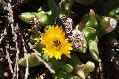 Glottiphyllum difforme