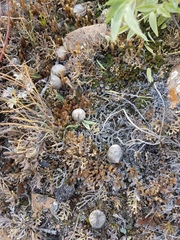 Astragalus chorinensis