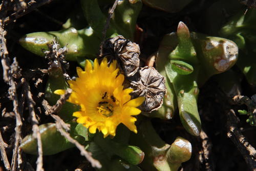 Glottiphyllum difforme, photograph 6