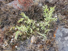 Astragalus chorinensis