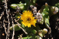 Glottiphyllum difforme