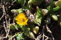 Glottiphyllum difforme