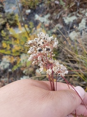 Allium bidentatum