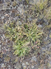 Oxytropis caespitosa
