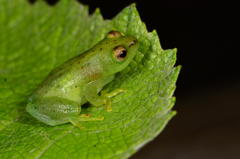 Hyperolius pusillus