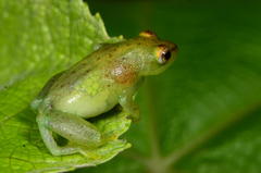 Water Lily Reed Frog photo 2