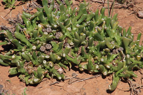 Mesembryanthemum difforme Thunb. non L.