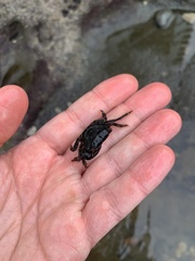 Pachygrapsus socius