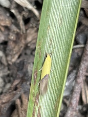 Opogona protodoxa