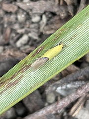 Opogona protodoxa