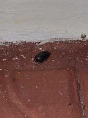 Dyscinetus morator