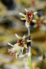 Tulbaghia capensis
