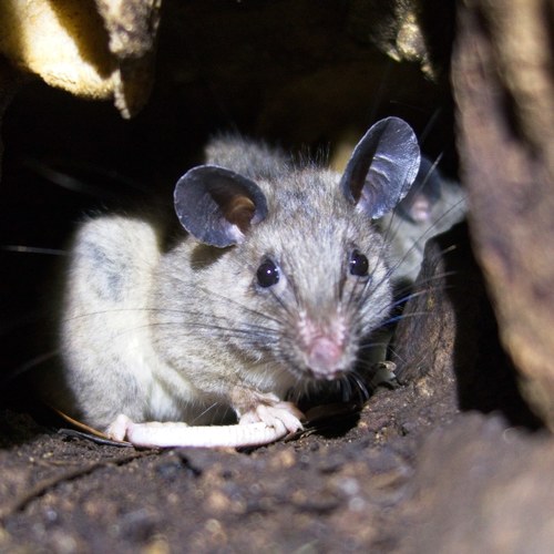 Peters's Climbing Rat