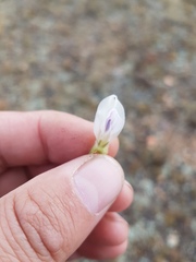 Oxytropis caespitosa