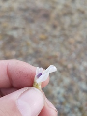 Oxytropis caespitosa