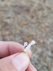 Oxytropis caespitosa