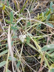 Oxytropis caespitosa
