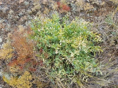 Oxytropis caespitosa