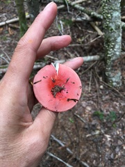 Russula peckii