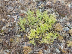 Astragalus chorinensis