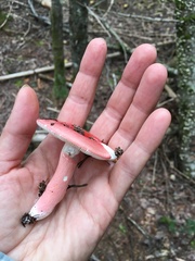 Russula peckii